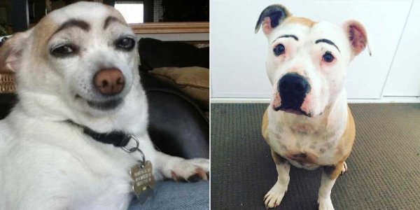 Собачка с накрашенными бровями