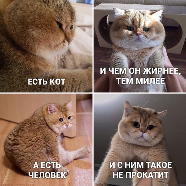 Мемы с котиками