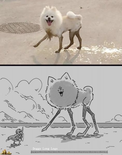 Белый шпиц с длинными ногами