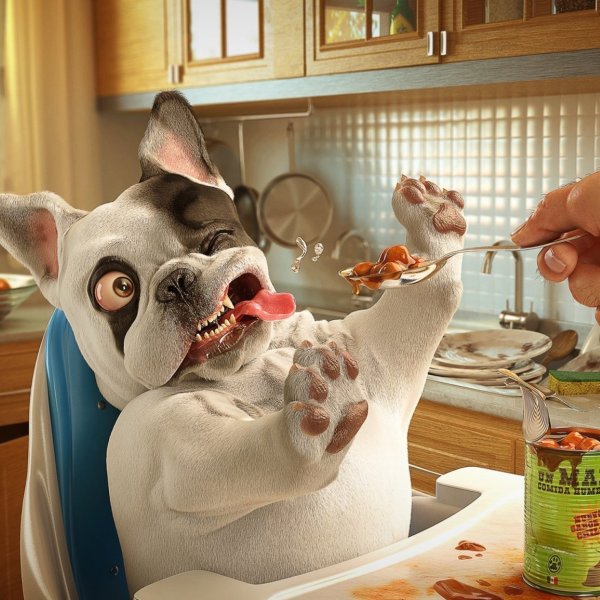 Смешные питомцы