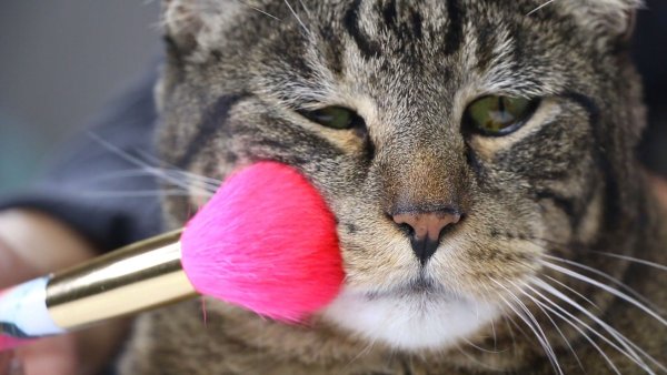 Косметика с котиками