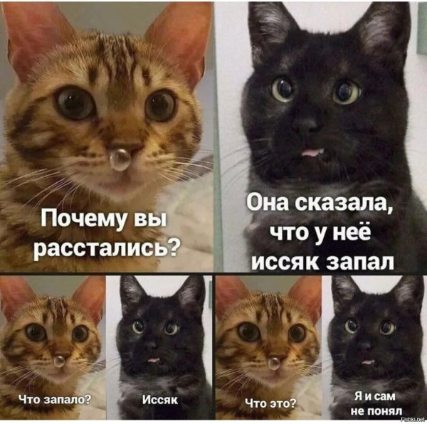 Коты мемы