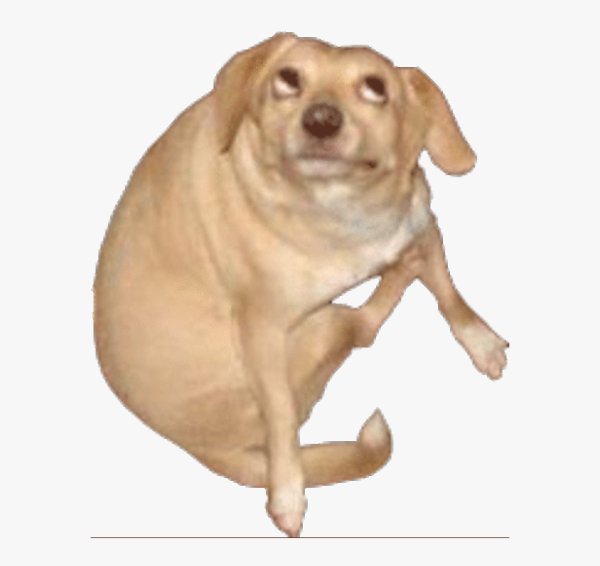 Смешная собака на белом фоне