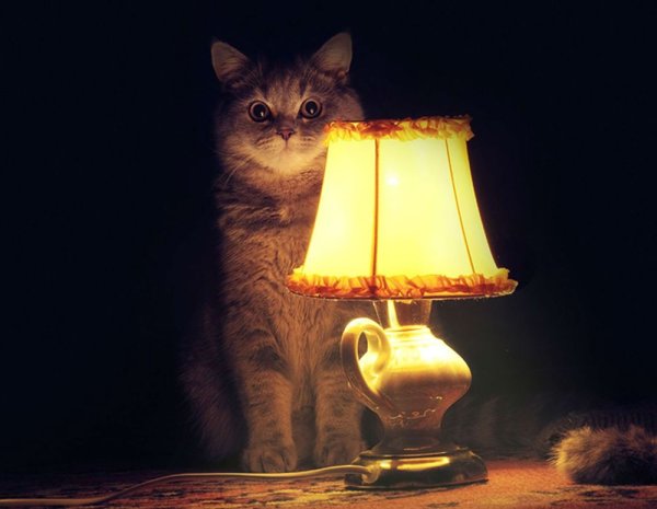 Кот и лампа