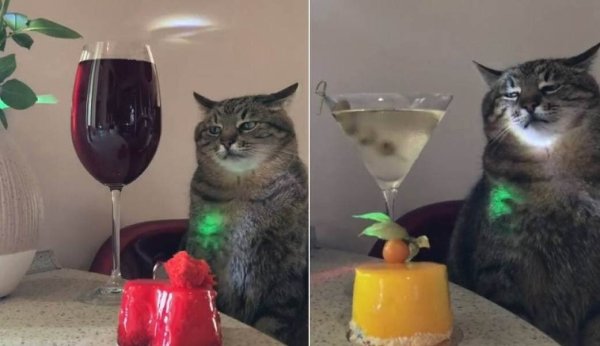 Кот Степан с вином