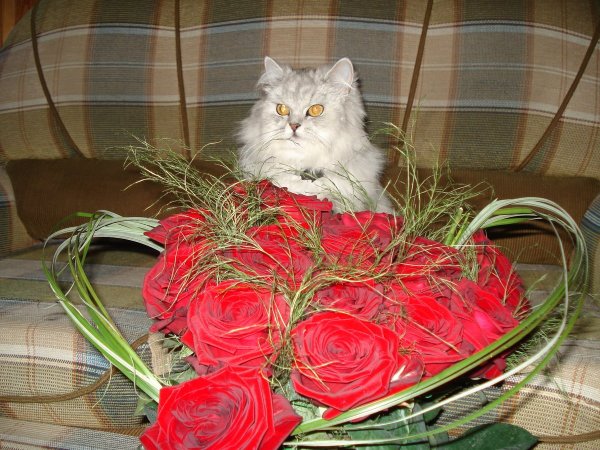 Кошка с букетом