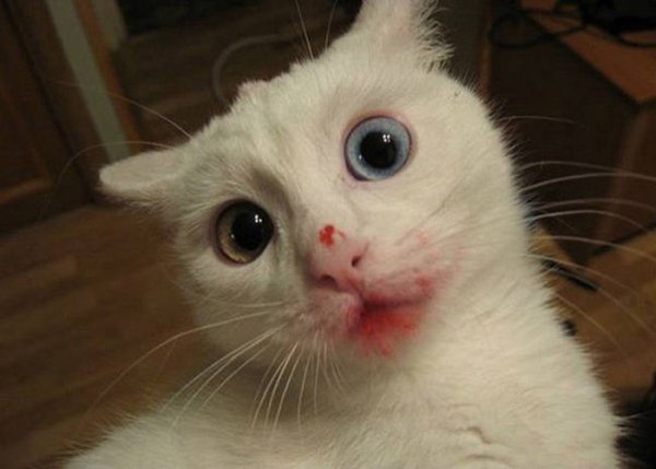 Накрашенная кошка