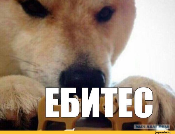 Сиба ебитес