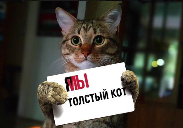 Толстый кот Виктор Аэрофлот