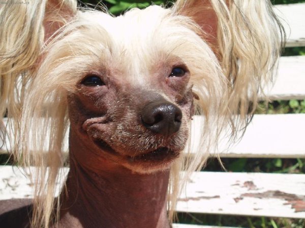 Китайская хохлатая скалится