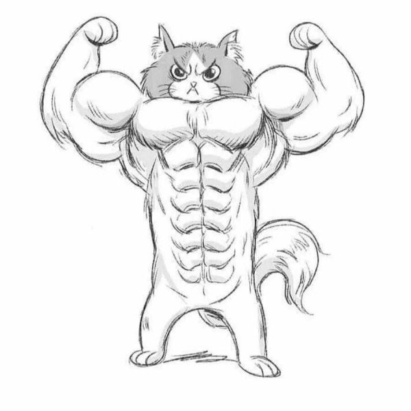 Мускулистый кот