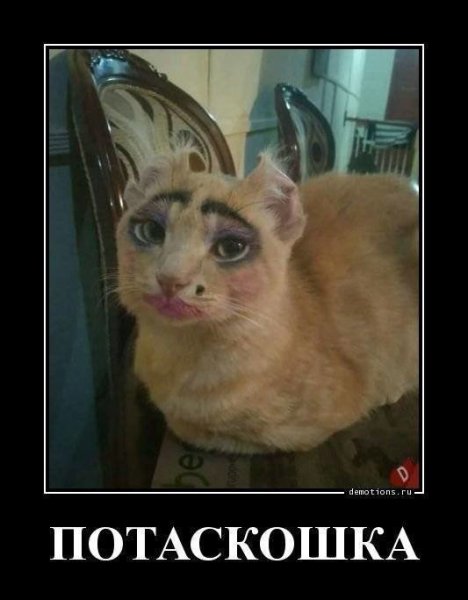 Накрашенный кот