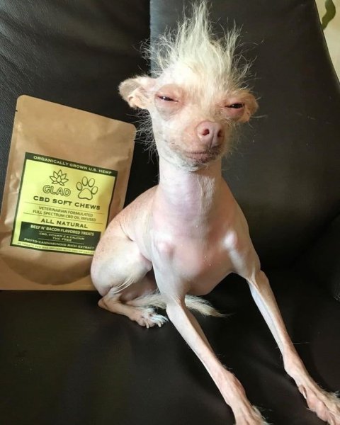 Китайская хохлатая лысая