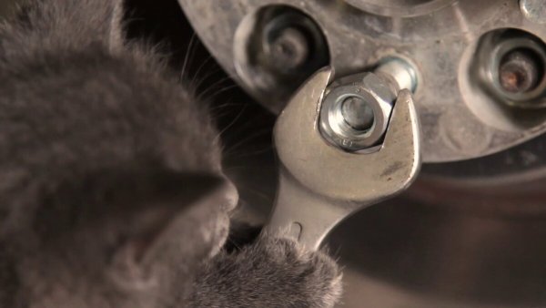 Кот автослесарь