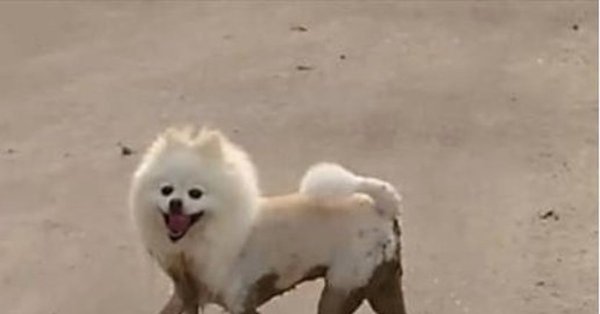 Криповый шпиц твоих кошмаров