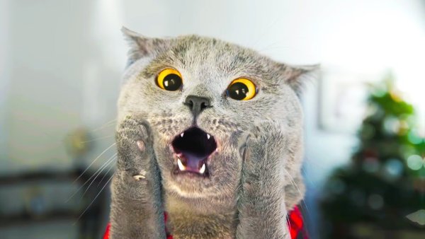 Смешные кошки