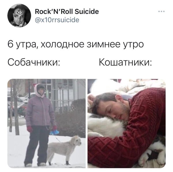 Утро собачника и кошатника