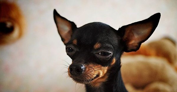 Собака торьтерьер