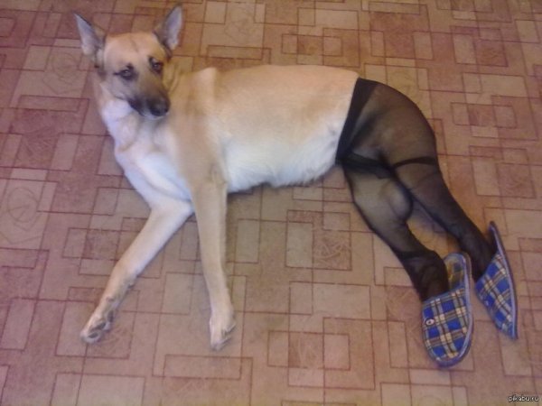 Собака в колготках