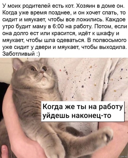 Коты и работа мемы