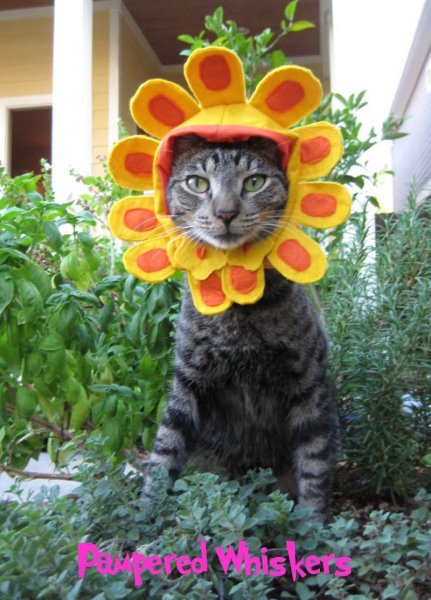 Прикольные цветы