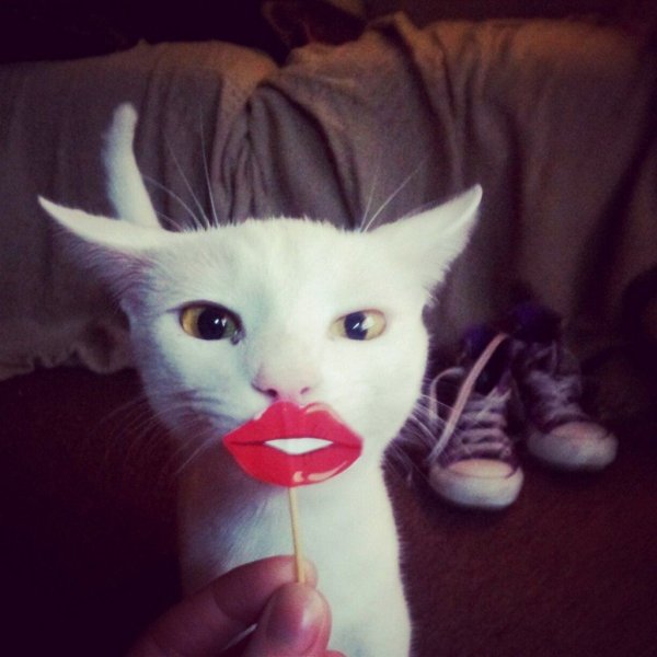 Кот с накрашенными губами