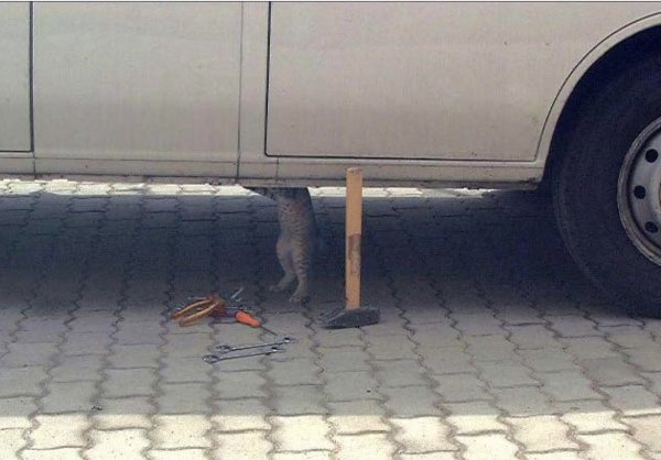 Кот чинит машину с сигаретой