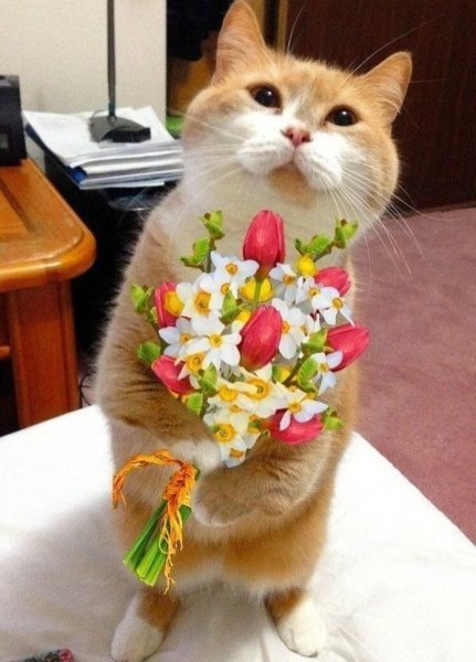 Кошка с цветочком