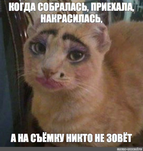 Мем котик накрасилась