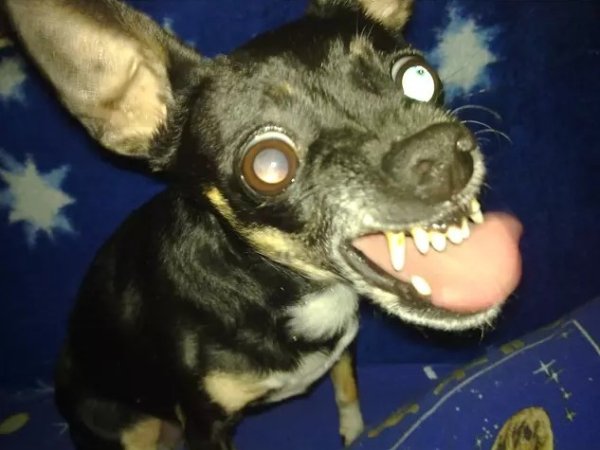 Терьер Ушастый