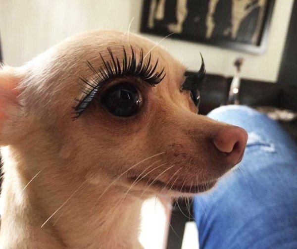 Собака с бровями