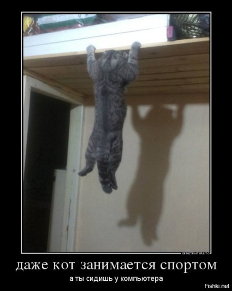 Кот с мускулами