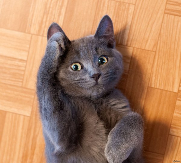 Так точно котик