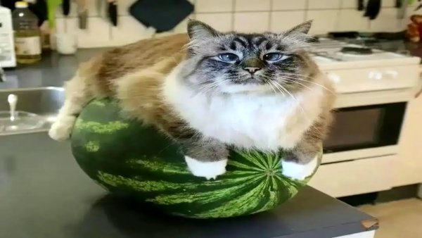 Кот на арбузе