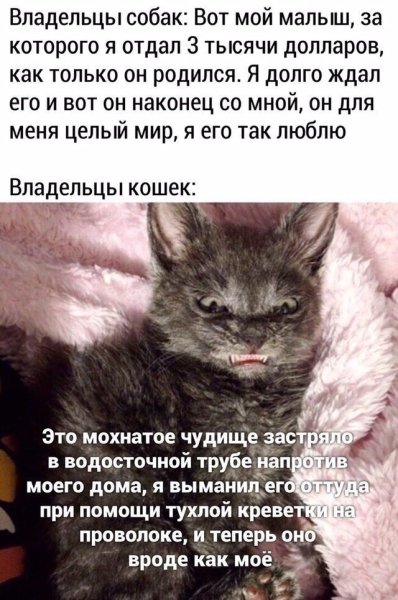 Владельцы собак и владельцы кошек