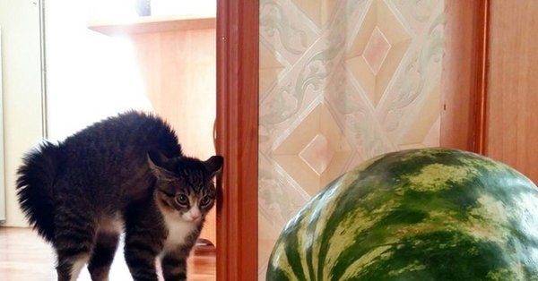 Ненавижу арбузы кот