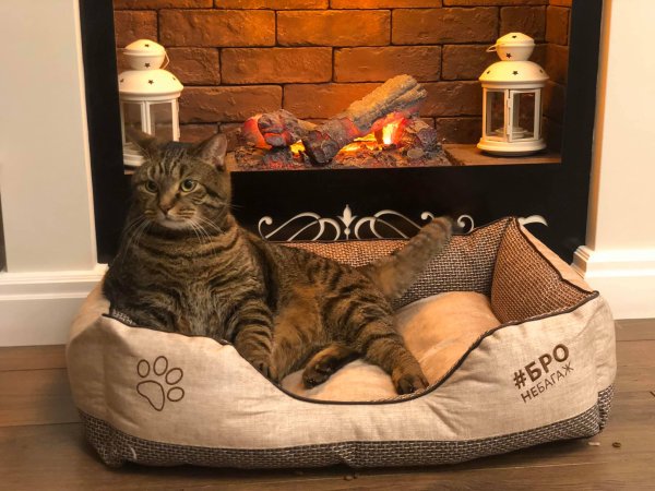 Кот Виктор Аэрофлот