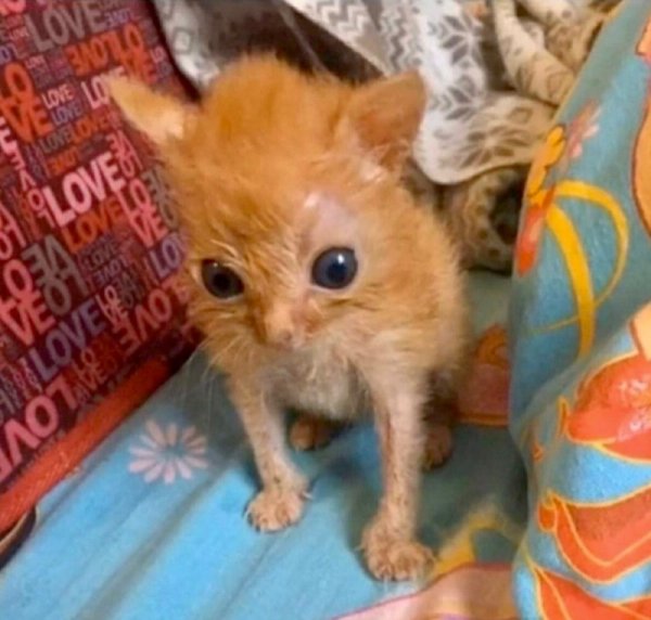 Жесть котенок проснулся