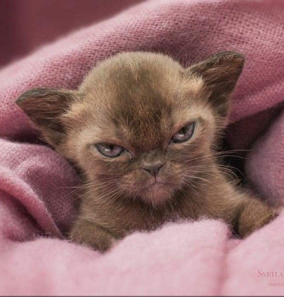 Мемы с котятами