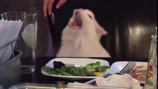 Кот за столом