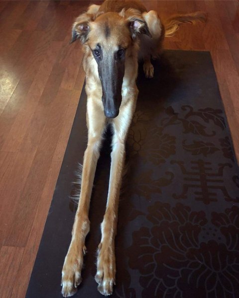 Собака с длинными лапами