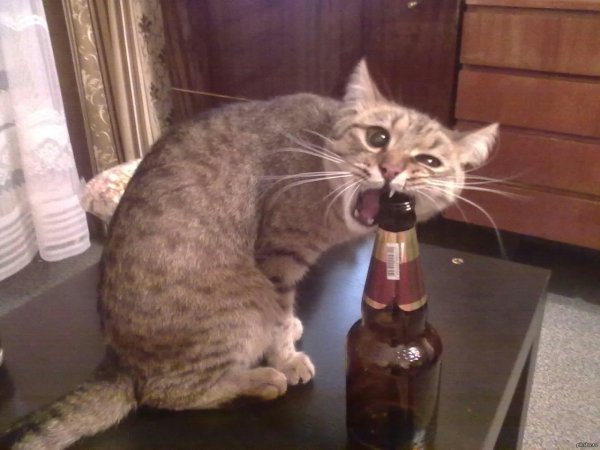 Пьяная кошка