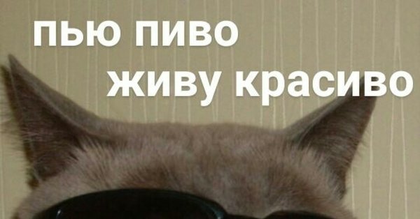 Пью пиво живу красиво кот