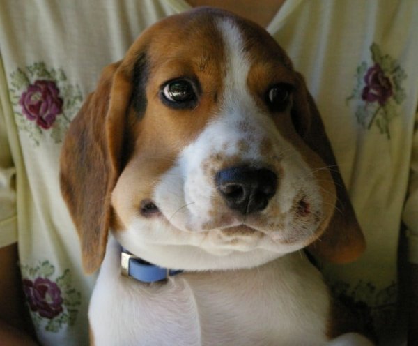 Щенки с пухлыми щеками