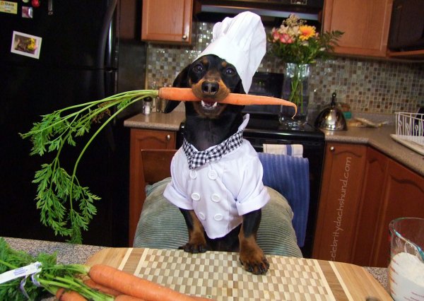 Такса в костюме