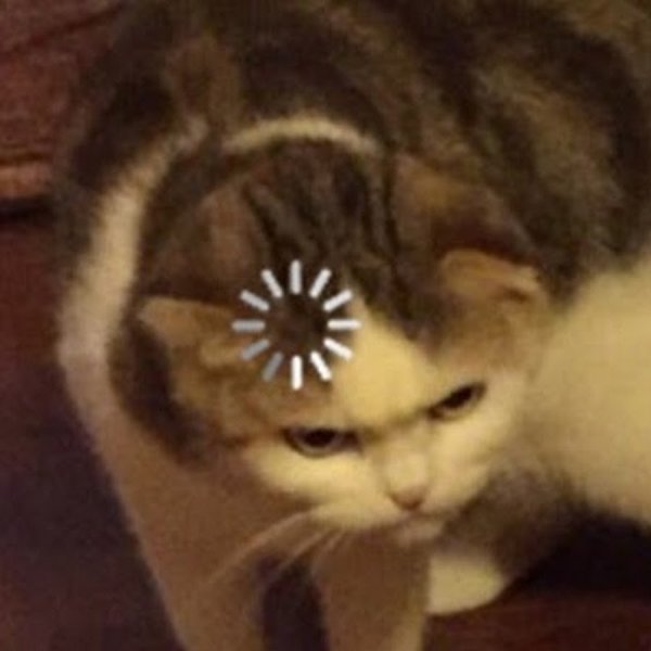 Кот с загрузкой на голове