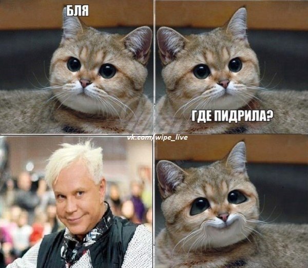 Мем с котом Пидрила