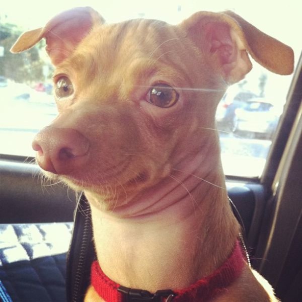 Собака смнеправильным прикусом