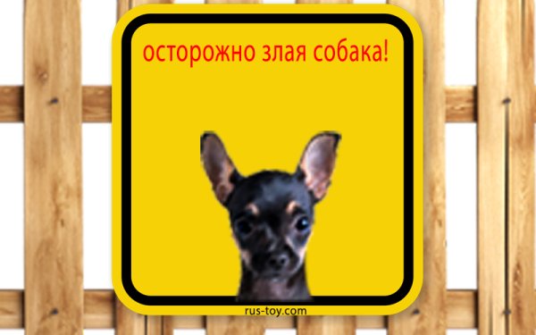 Осторожно злая собака той терьер