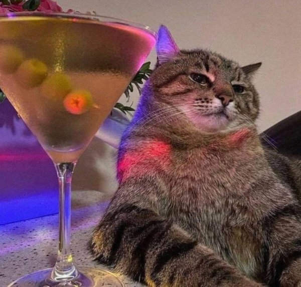 Кот Степан Валентино